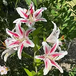 Ostseeschwimmerin *